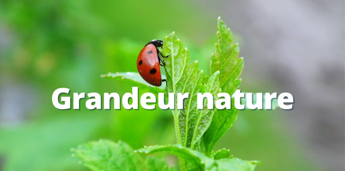 Grandeur nature