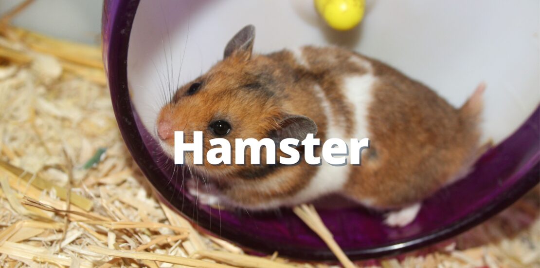 Hamster